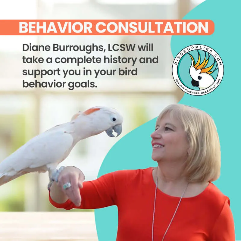 Bird Parrot Behavior Consultation