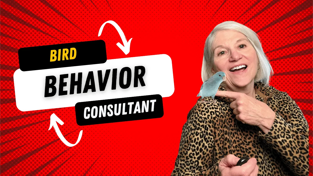 Bird Parrot Behavior Consultation