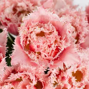 Ombre Rose Quartz Double Fringed Tulips