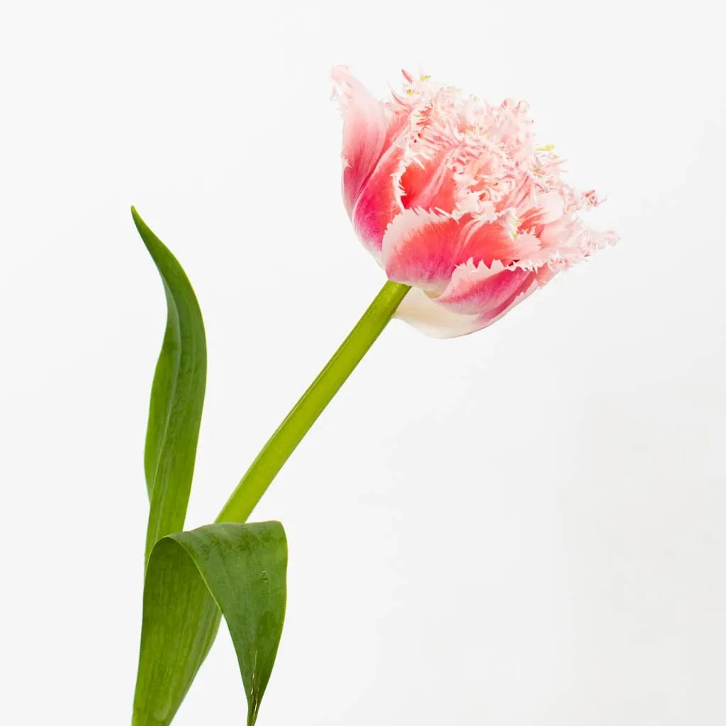 Ombre Rose Quartz Double Fringed Tulips