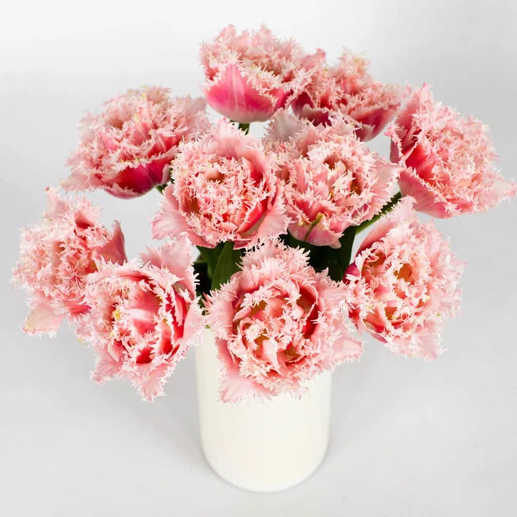 Ombre Rose Quartz Double Fringed Tulips